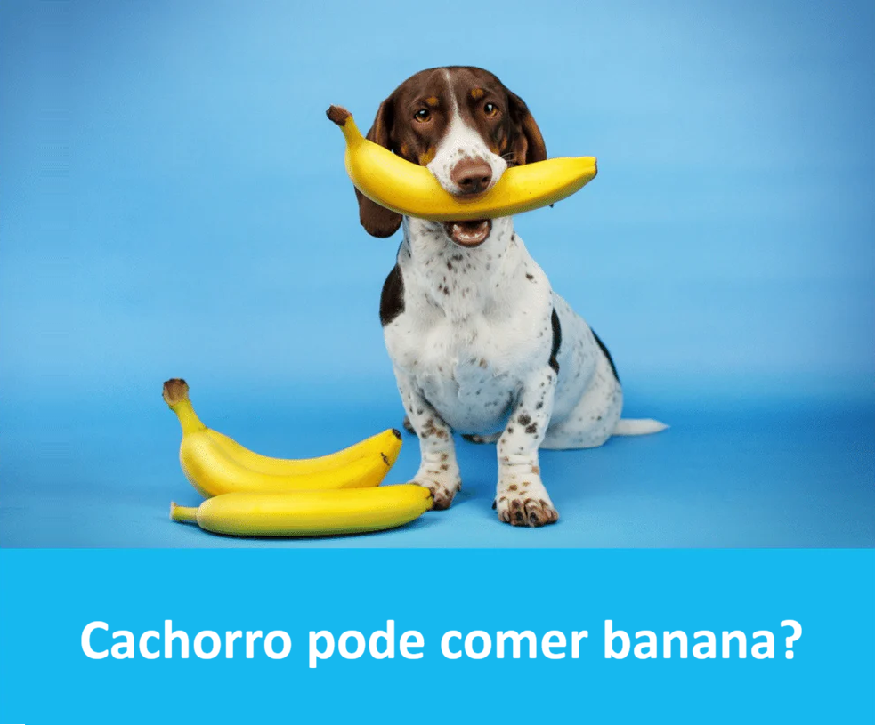 Cachorro pode comer banana?