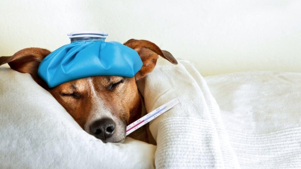 Cachorro com febre deitado demonstrando cansaço e com termômetro na boca