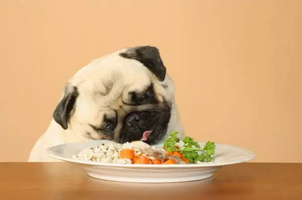 Cachorro pode comer arroz?