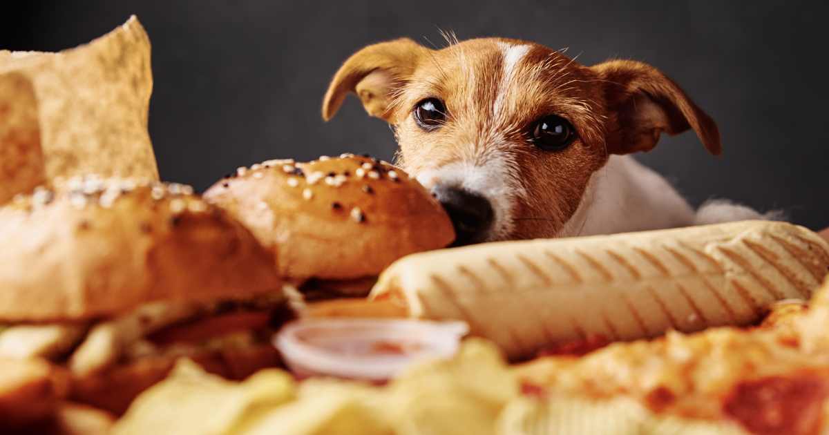 Cachorro pode comer pão?