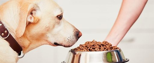 Quantas vezes por dia alimentar o cachorro? Guia completo para donos de pets