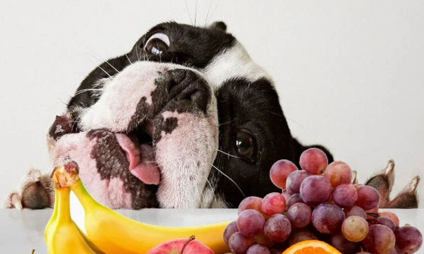 Frutas que cachorro pode comer
