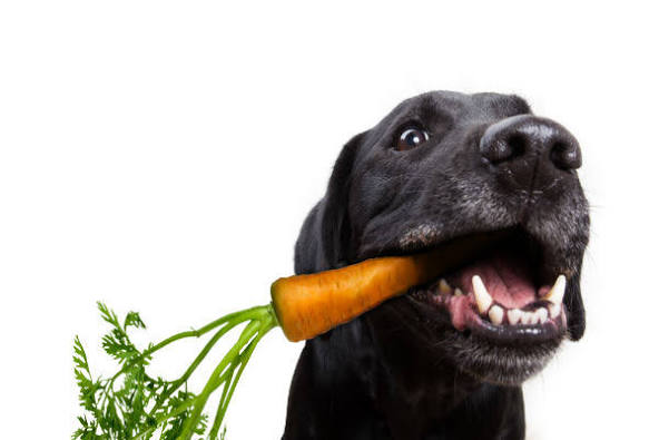 Cachorro pode comer cenoura?