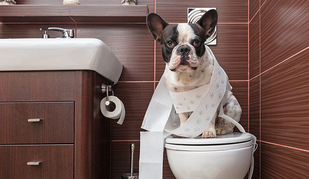 Cachorro com diarreia — o que fazer?
