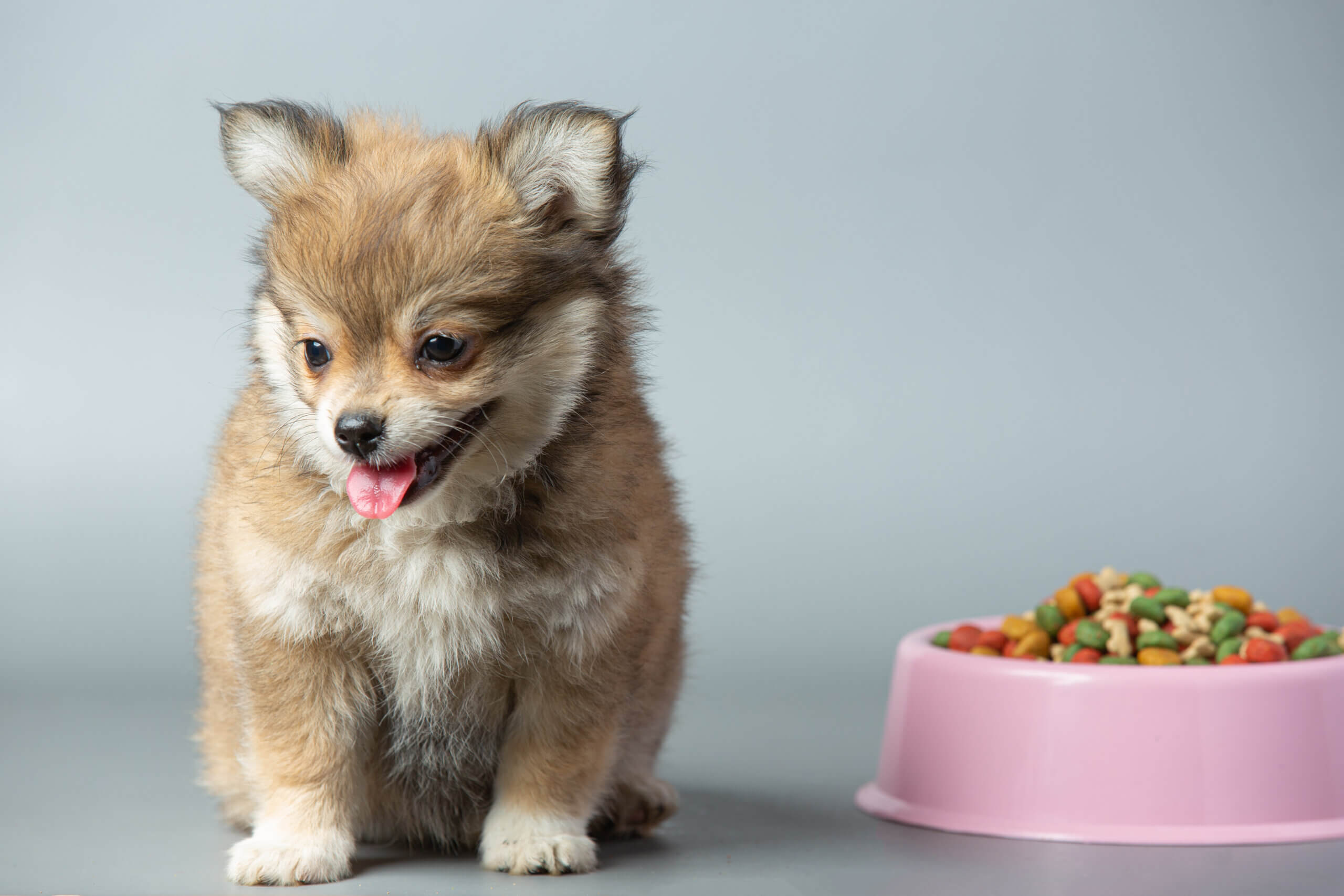 Alimentação Natural para Cachorros: Vale a Pena Substituir a Ração?