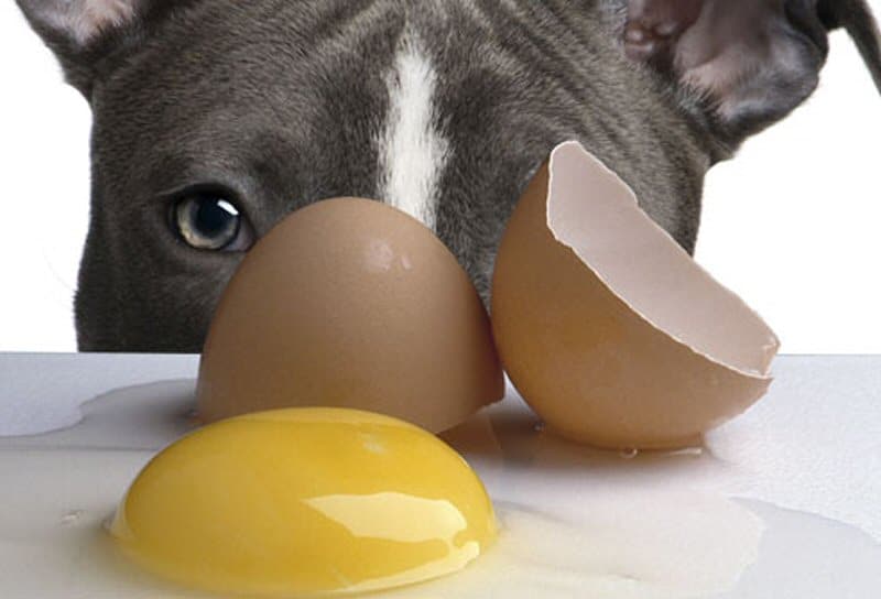 Cachorro pode comer ovo?